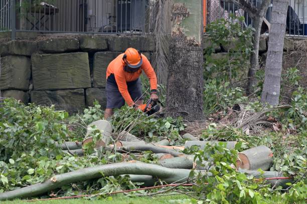 The Steps Involved in Our Tree Care Process in Landmark, AR